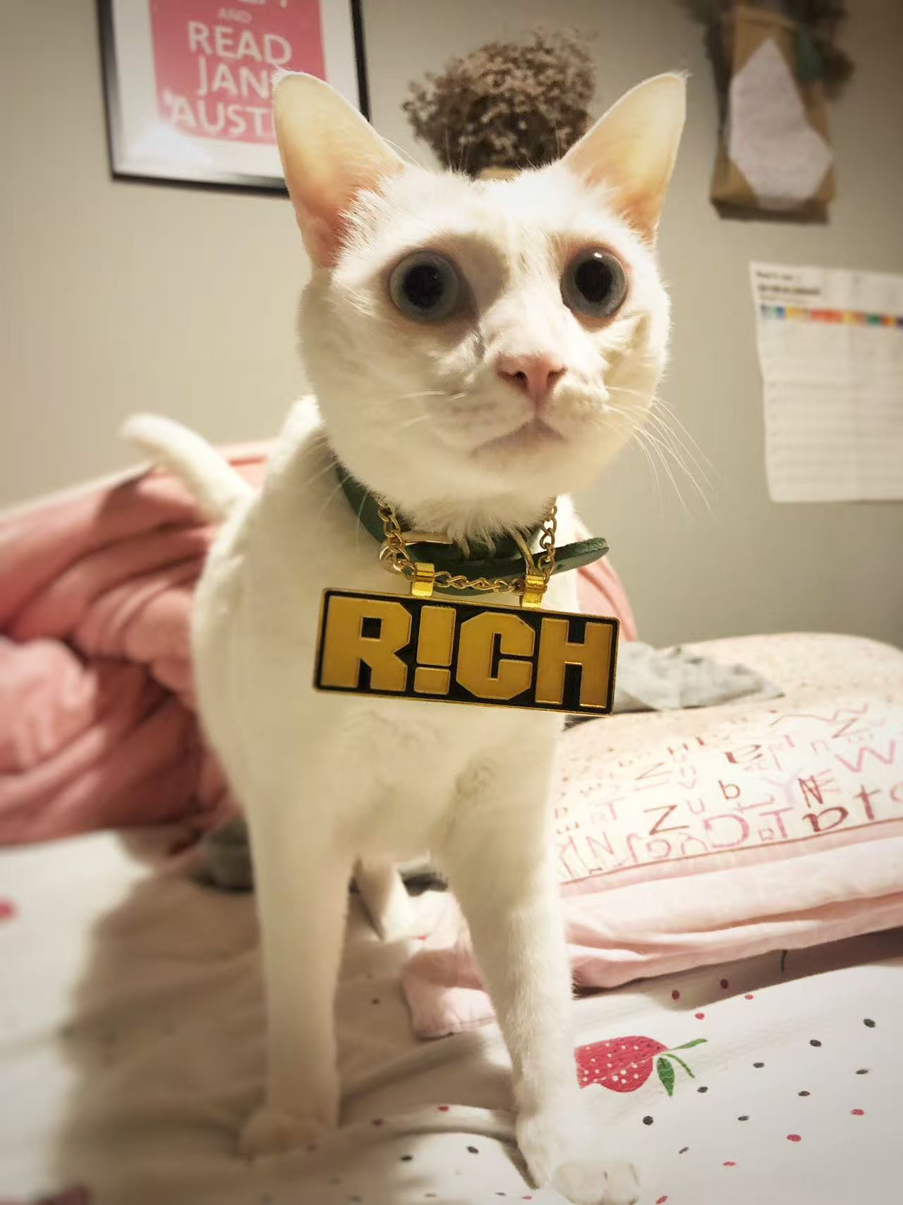 eros小猫照片